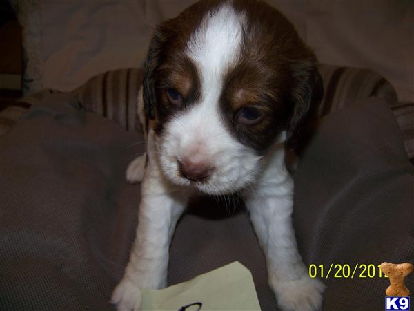 English Springer Spaniel Puppies